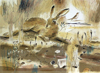 Resting Hare